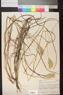 Bothriochloa springfieldii image