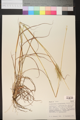 Bothriochloa springfieldii image