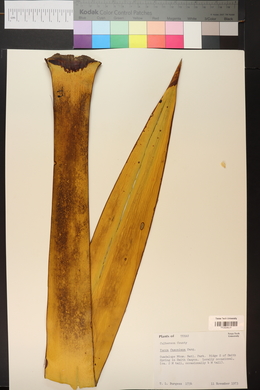 Yucca faxoniana image