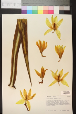 Yucca baccata image