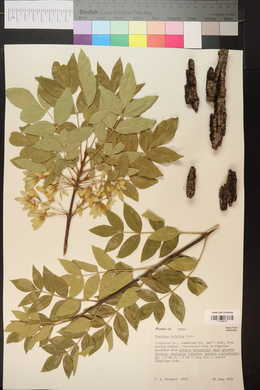 Fraxinus velutina image