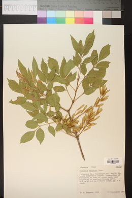 Fraxinus velutina image