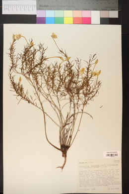 Calylophus hartwegii subsp. filifolius image