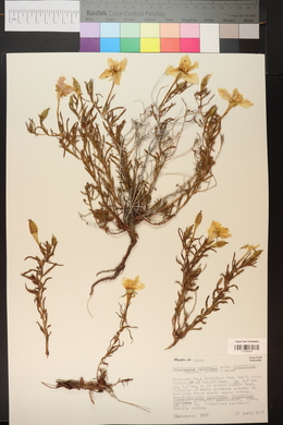 Calylophus hartwegii subsp. filifolius image