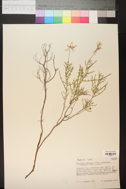 Oenothera pallida image