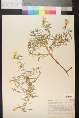 Oenothera pallida image