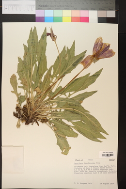 Oenothera brachycarpa image