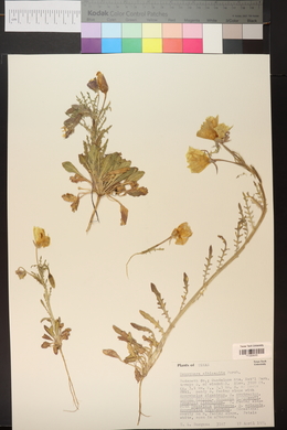 Oenothera albicaulis image