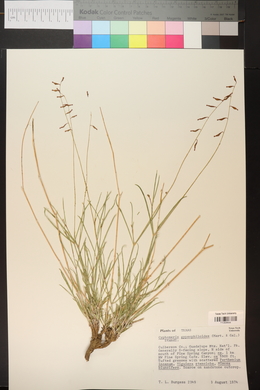 Cyphomeris gypsophiloides image