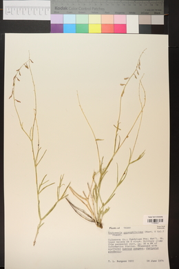 Cyphomeris gypsophiloides image