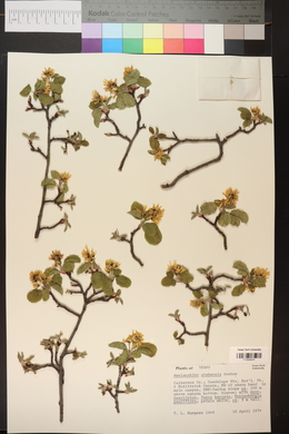 Amelanchier utahensis image