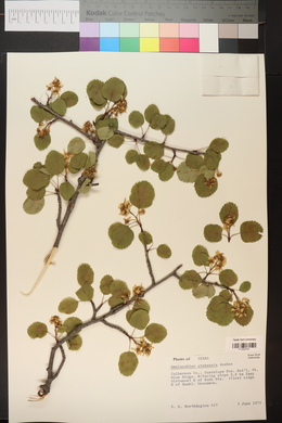 Amelanchier utahensis image