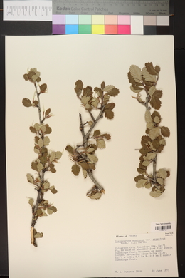 Cercocarpus montanus image