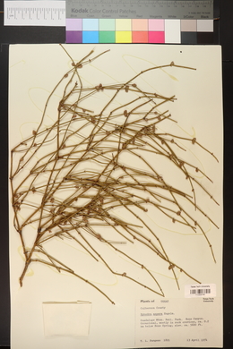 Ephedra aspera image