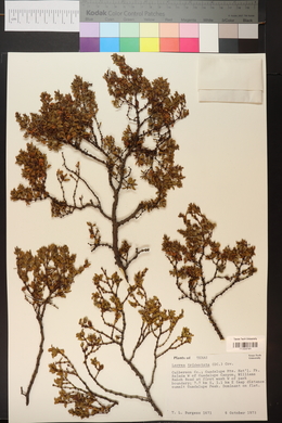 Larrea tridentata image