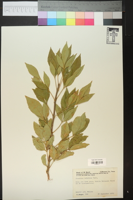 Fraxinus velutina image