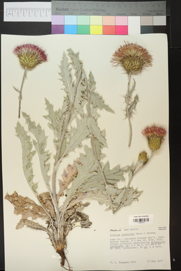 Cirsium undulatum image