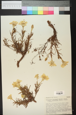 Calylophus hartwegii subsp. filifolius image