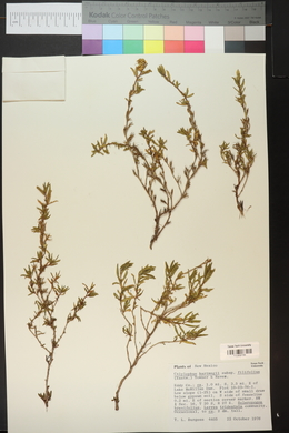 Calylophus hartwegii subsp. filifolius image