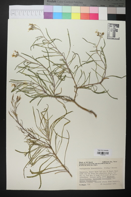 Nerisyrenia linearifolia image