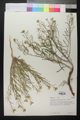 Nerisyrenia linearifolia image