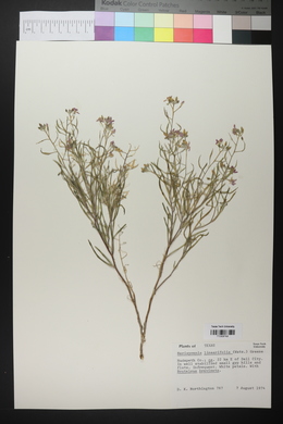 Nerisyrenia linearifolia image