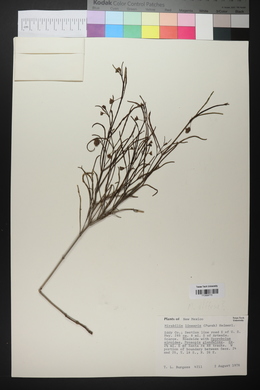 Mirabilis linearis image