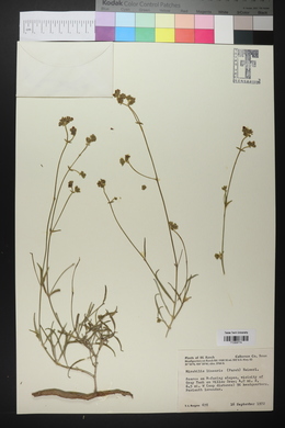 Mirabilis linearis image