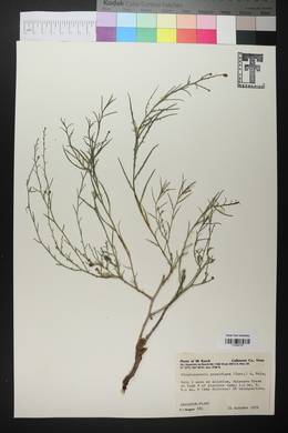 Stephanomeria pauciflora image