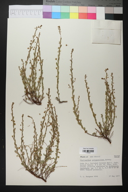 Phyllanthus polygonoides image