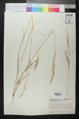 Aristida adscensionis image