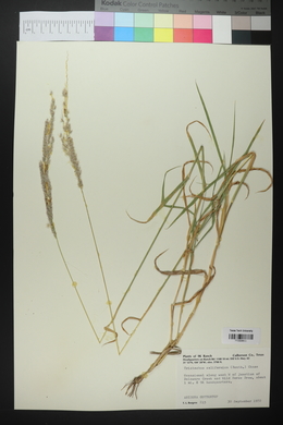 Digitaria californica image