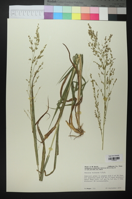 Zuloagaea bulbosa image