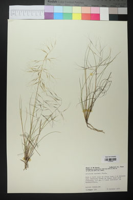 Aristida havardii image