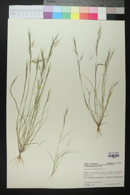 Aristida adscensionis image