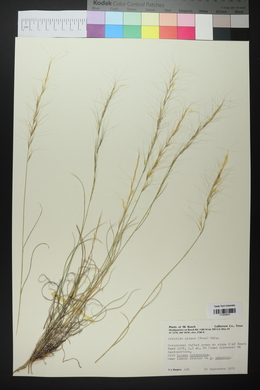 Aristida purpurea var. nealleyi image