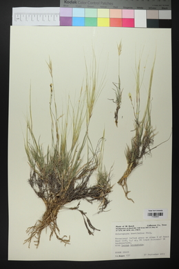 Scleropogon brevifolius image