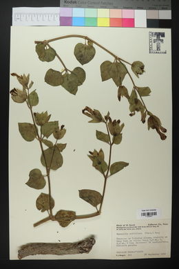 Mirabilis multiflora image