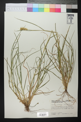 Cenchrus spinifex image