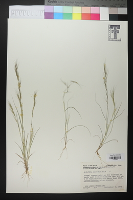 Aristida adscensionis image