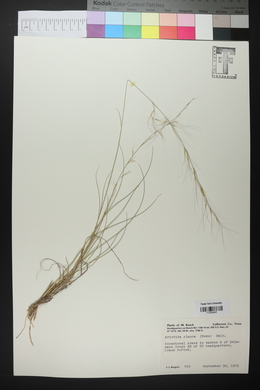 Aristida purpurea var. nealleyi image