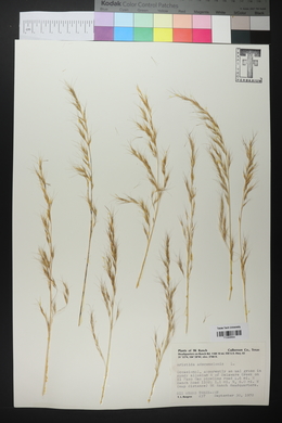 Aristida adscensionis image