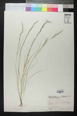 Aristida adscensionis image