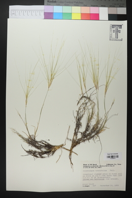 Scleropogon brevifolius image