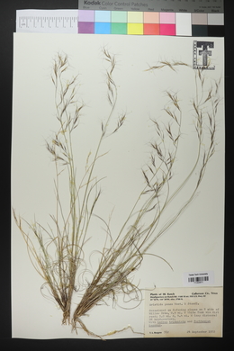 Aristida pansa image