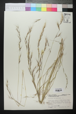 Aristida adscensionis image