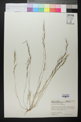 Aristida adscensionis image