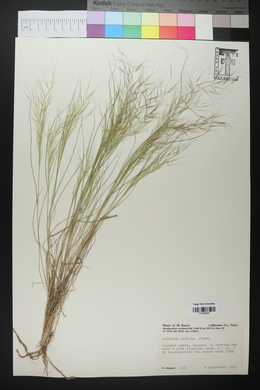 Aristida havardii image