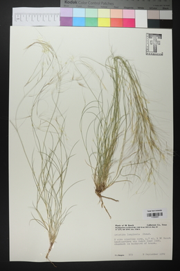 Aristida purpurea var. longiseta image