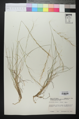 Aristida purpurea var. nealleyi image